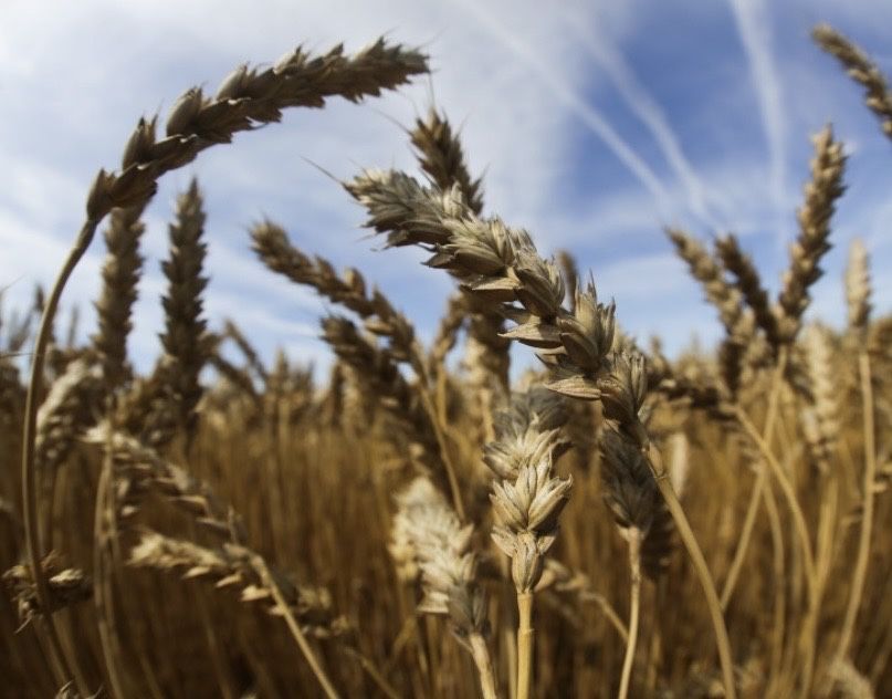 Продается Пшеница с НДС