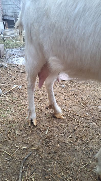 Заенские козы продам