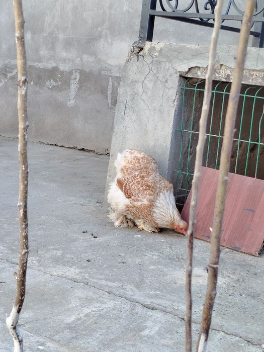 Брама белый золота 600 донаси