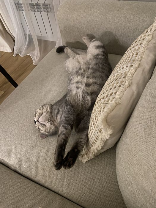 Отдам кота, 2 года