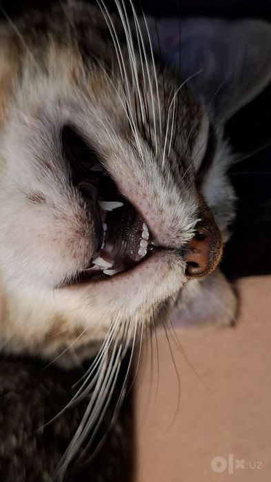 Scottish fold sotiladiiii