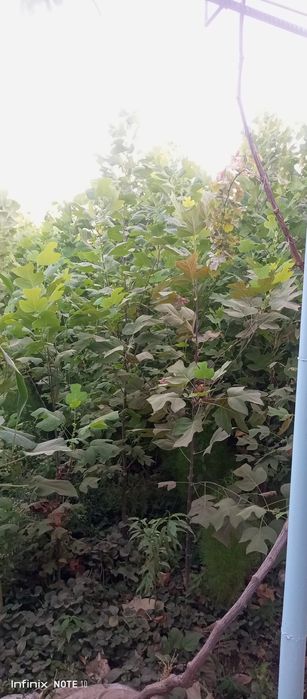 Lola darahti , лола