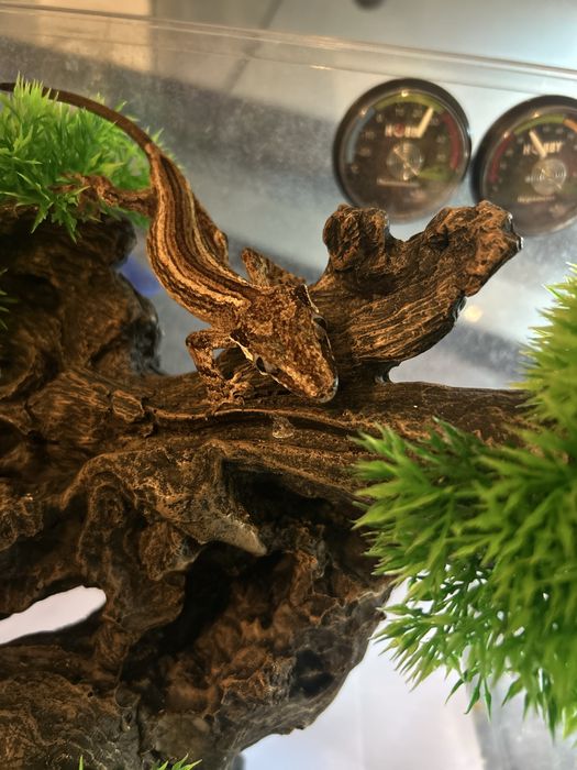 Soparla Gargoyle Gecko