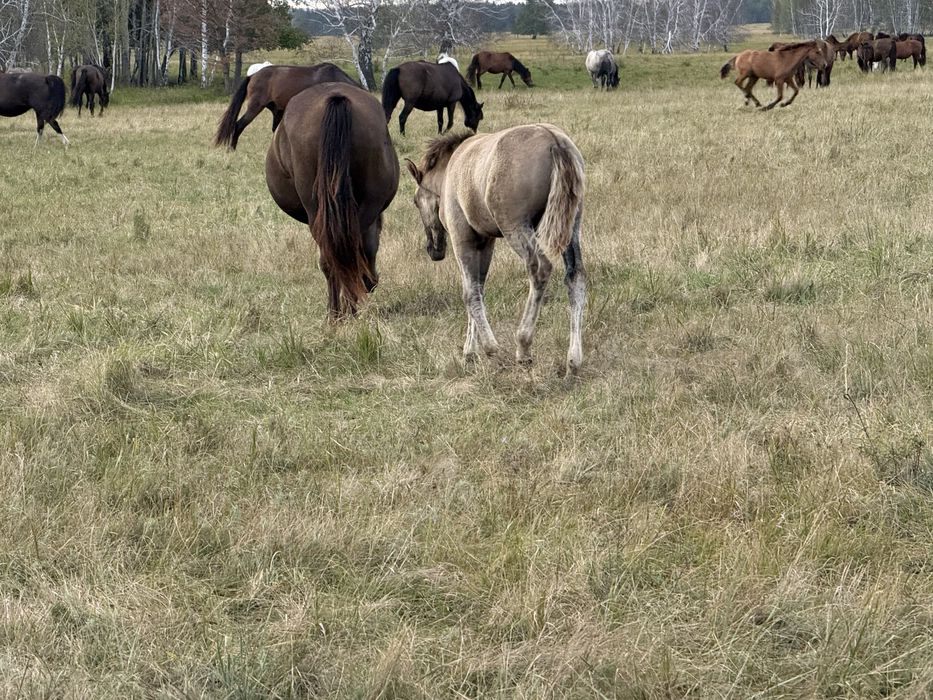 Продам лошадей…
