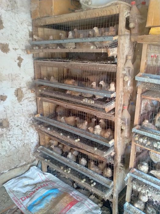 Клетки для перепелов