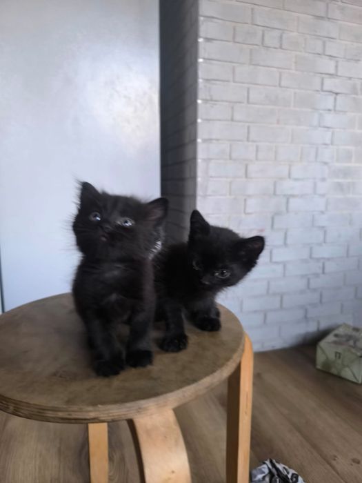 отдам черного котенка мальчика