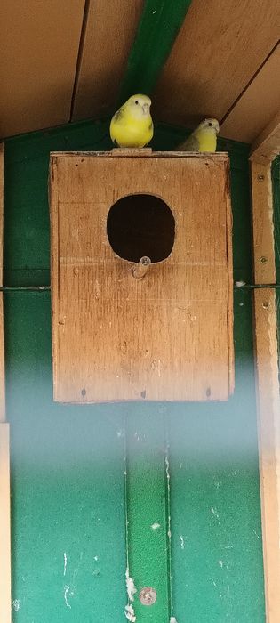 Пойни папагали 2 чифта.