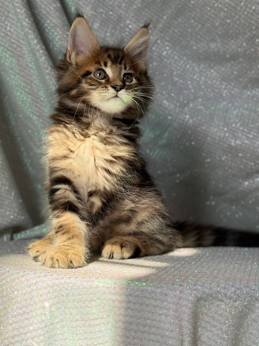 Шикарный котик Мейн-кун — 1.5 месяца