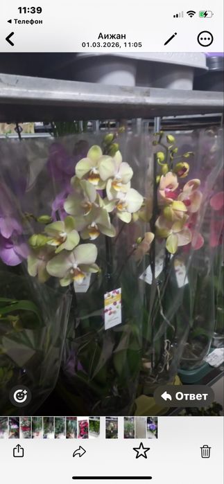 Орзидеии,Дендробиумы,Азалии