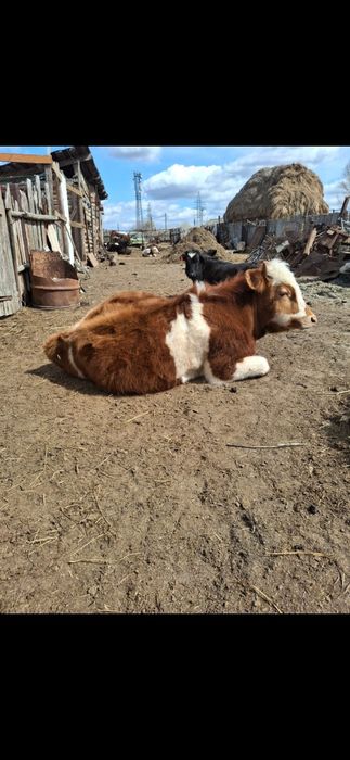 Продам двух бычков