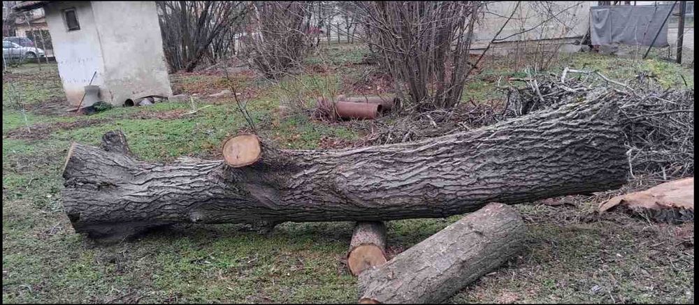 Орехов материал - наскоро отрязано дърво в добро състояние