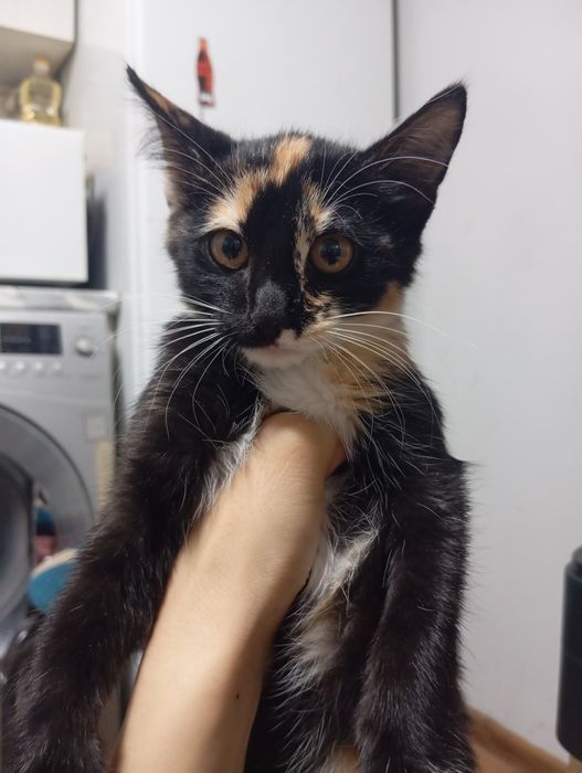 Отдам котят в хорошие руки