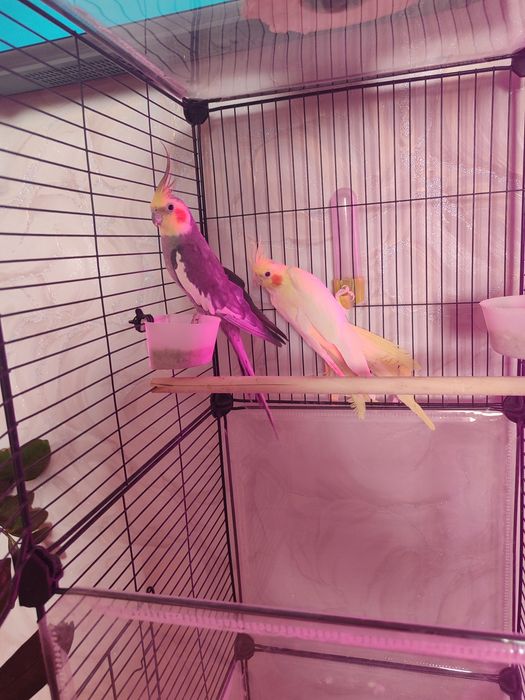 Продам двух попугаев