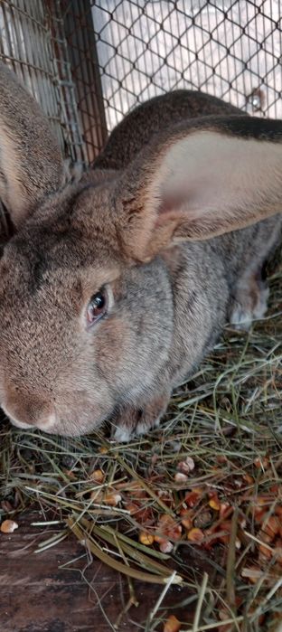 Iepuri Berbec German