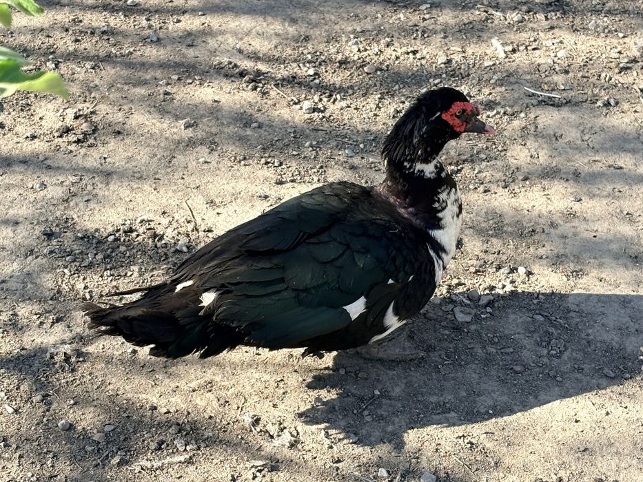 Индоутка Селезень племяной.