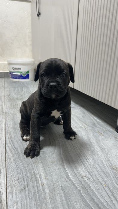 Щенки Кане корсо