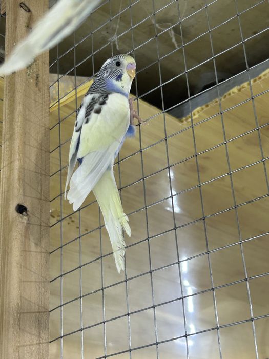 Продаетса разные попугайи волнистые Неразлучники цена разное