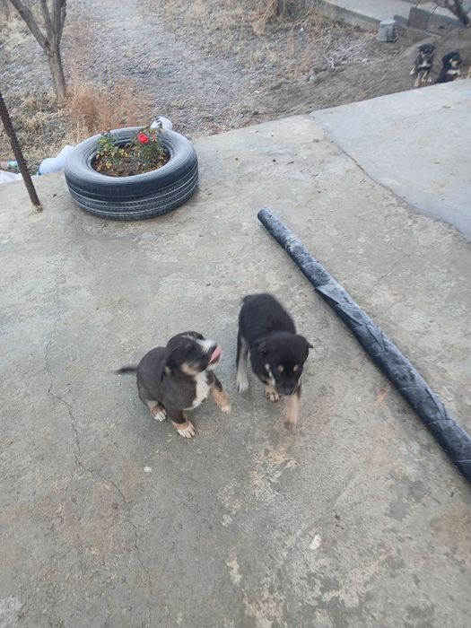 Отдам щенят бесплатно