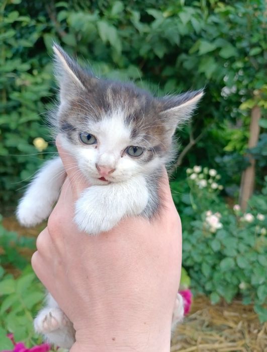 котята ищут дом, девочка и мальчик