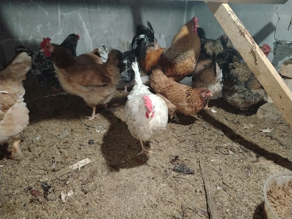 Куриные яйца для инкубатор 200 тг