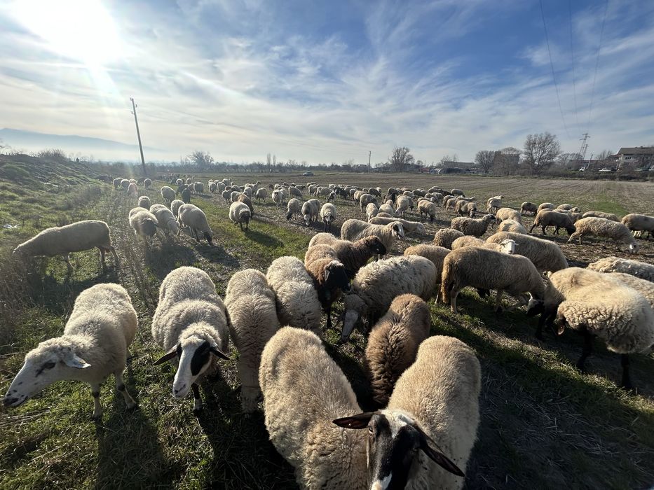 Продавам овце, агнета и шилета