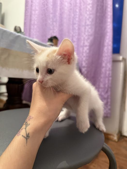 Котенок, мальчик