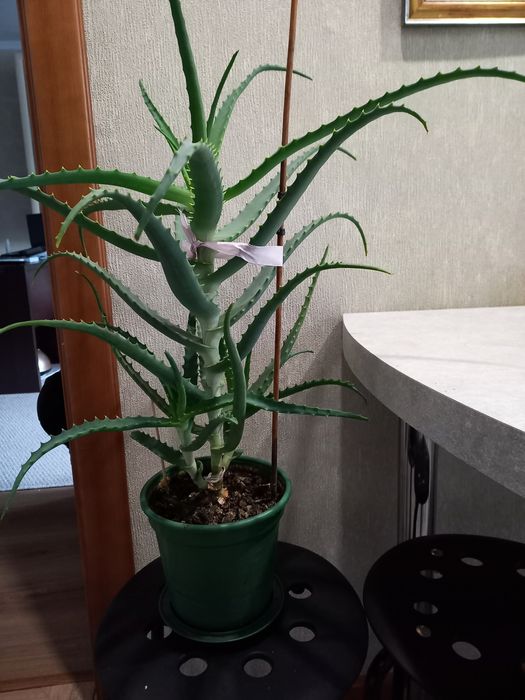 Продам лечебное Алоэ 4 года