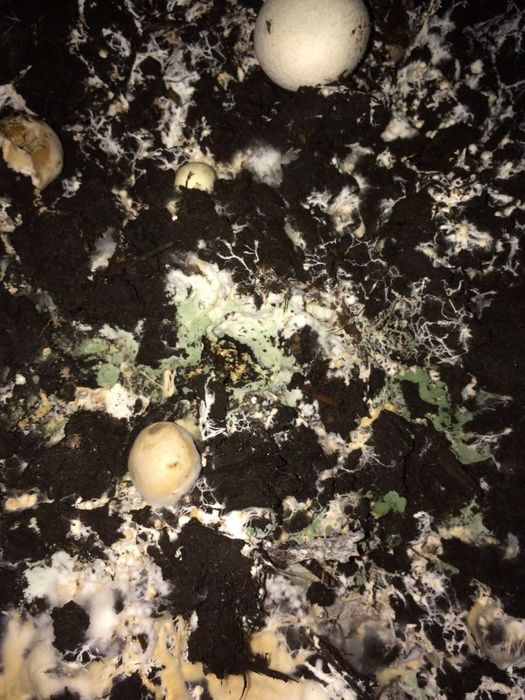 Дерозал Евро