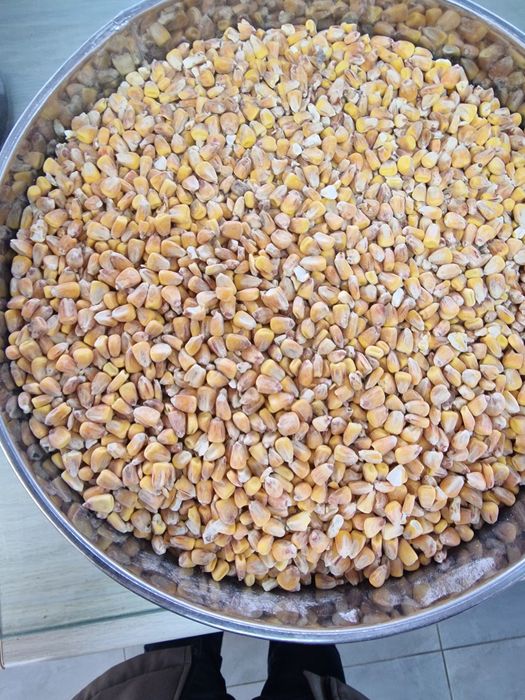 Зерно - Кукурузы