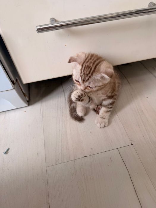 Продам шотландских котят