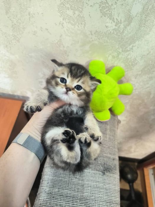 Продаю котенка страйтт