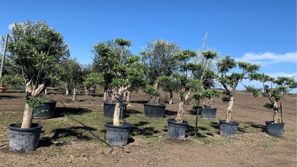 Măslini Pom-Pon maturi de vânzare,înălțime 220-250 cm