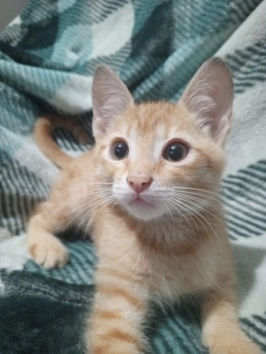 Отдам котенка даром
