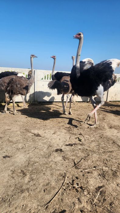 Tuyaqushlar sotiladi tuxumlaydi