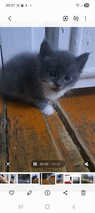 Котята отдам в добрые руки