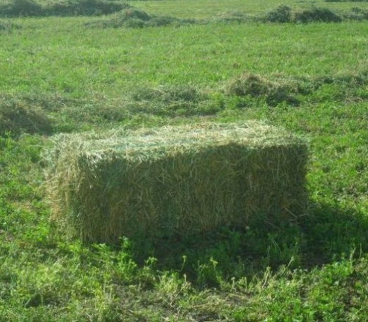 Продам люцерну первый укос.