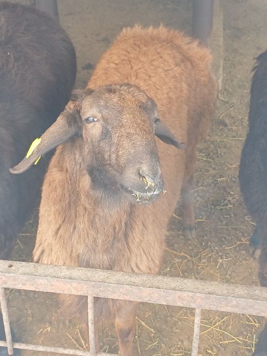 Гиссар тоқты қошқар