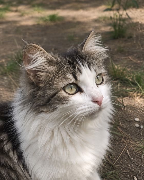 Котик в хорошие добрые руки