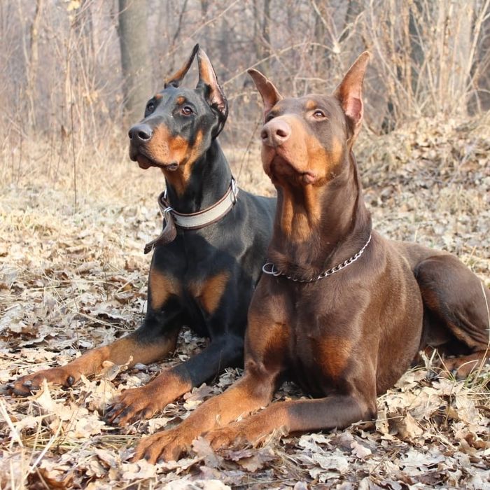 Кобели добермана