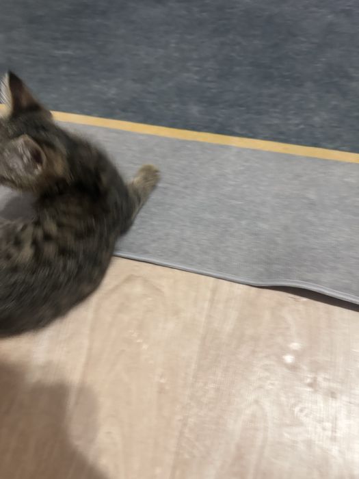 Мышық, Кот аты Мытық