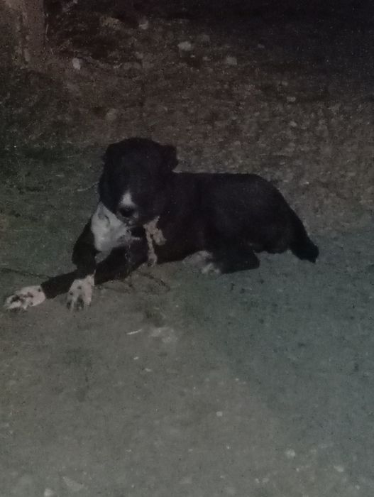 Төбет ұрғашы 4 жасар