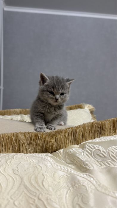 Котенок вислоухий