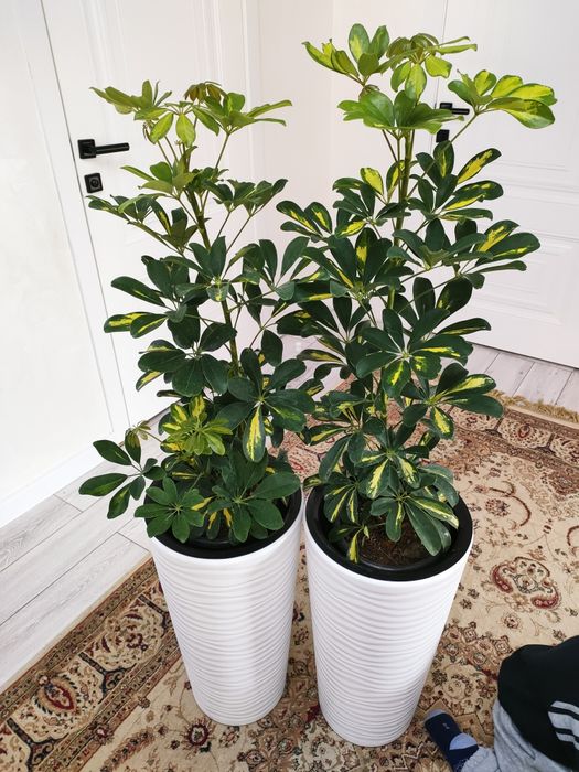 Растения!! Доставка