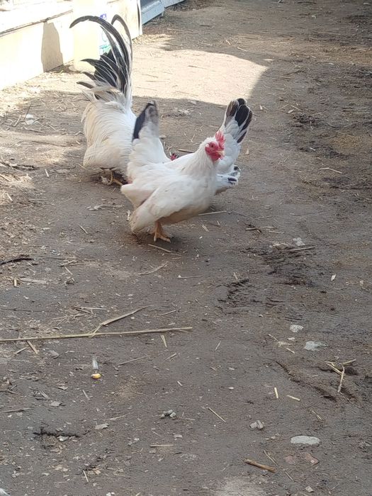 Шабо продам 1+2 несутся