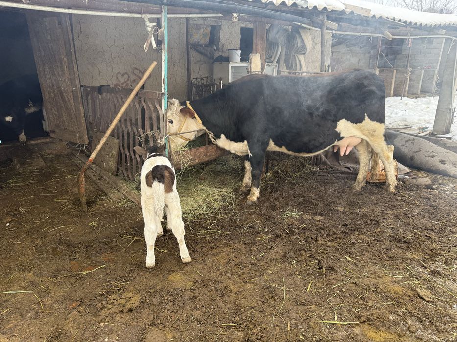 Бұзаулы сиыр корова с теленком