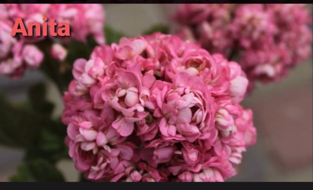 Продам герань