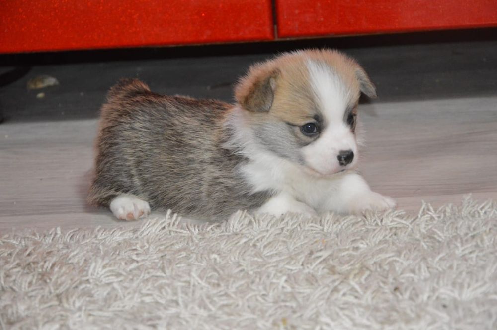 Вельш корги пемброг щенки шикарные