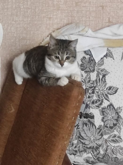 СРОЧНО! Котята в добрые ручки