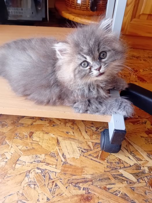 Персийски котки женски и мъжки