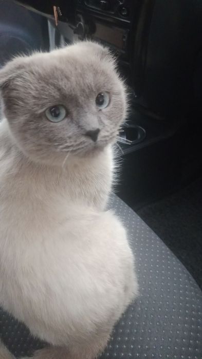 Uy mushugi zotli aqilli